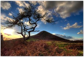 Poszterek 185x125 Fa