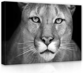 Vászonkép 70x50 Puma kuguar portré vad természet ragadozó szem tekintet
