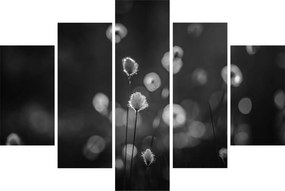 Kép - Pamutfű a réten (150x105 cm)
