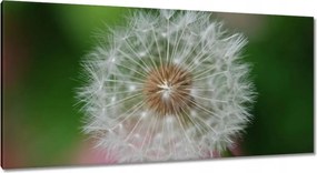 Vászonkép 115x55 Pitypang Virág Virágok