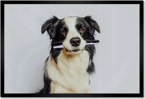 Poszterek keretben 60x40 Collie fogkefével