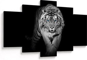 Kép - Tigris kék szemekkel (150x105 cm)