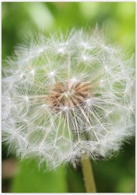 Poszterek 70x100 Pitypang Virág Virágok