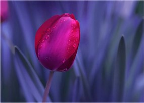 Tulipán bimbó képe (70x50 cm)