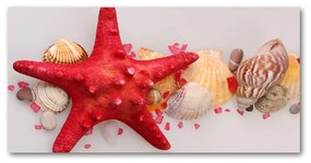 Akrilkép Starfish és kagylók oah-75838454