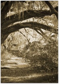 Poszterek 70x100 Tölgyek a Szépia parkban