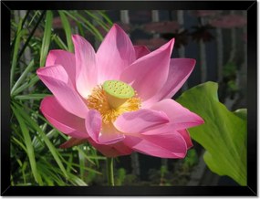 Poszterek keretben 40x30 Lótuszvirág