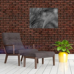 Kép - Szárított pampafű (70x50 cm)