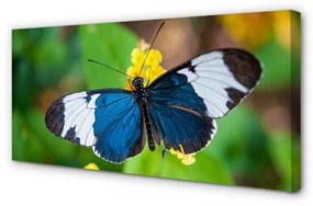 Canvas képek Színes pillangó virágok 100x50 cm