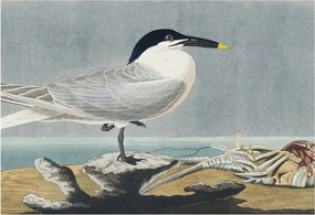 Fotótapéta Flizelina Dekoratív irodai ornitológiai elegancia 152x104