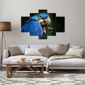 Papagáj képe (150x105 cm)
