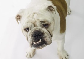 Poszter 66,5x46,5cm Brit bulldog, fehér alapon, Assaf Frank