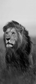 Fotótapéta Oroszlán Erő és nyugalom a falon Fekete-fehér fenség 91x211 +ragasztó
