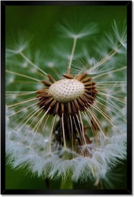 Poszterek keretben 40x60 Pitypang Virág Virágok