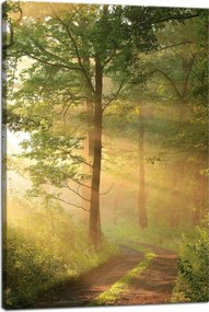 Vászonkép Napfény Erdő Ösvény Természet 40x60 cm
