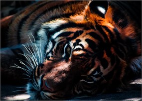 Egy fekvő tigris képe (70x50 cm)