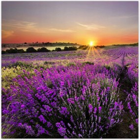 Poszterek 30x30 Levendula rét
