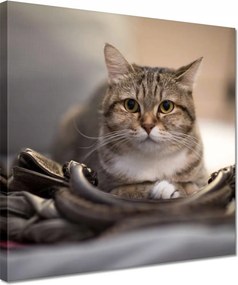 Vászonkép 30x30 Cica