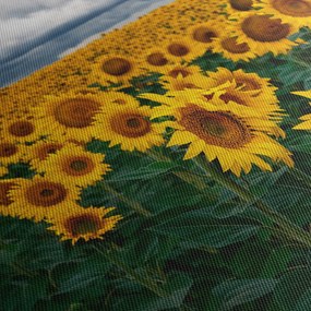 Napraforgó mező képe (90x60 cm)