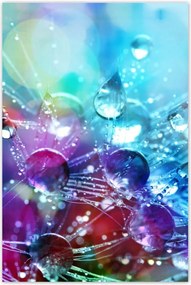 Poszterek 80x120 Pitypang pitypang