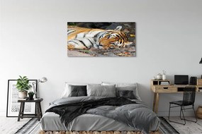 Canvas képek fekvő tigris 100x50 cm