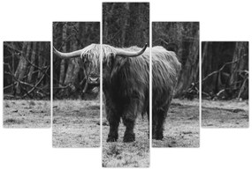 Kép - Skót tehén (150x105 cm)
