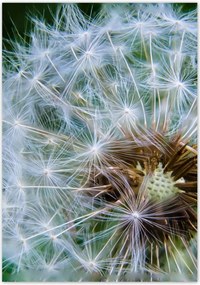 Poszterek 70x100 Pitypang Virág Virágok