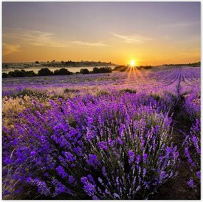 Poszterek 100x100 Levendula tájkép Nap