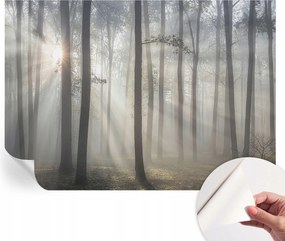 Modern öntapadós fotótapéta falra Illóer erdő 312x219 cm