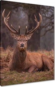 Vászonkép 60x80 Szarvas felszarvazott