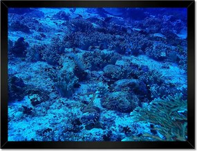 Poszterek keretben 40x30 Óceán ökoszisztéma zátony