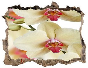 Fali matrica lyuk a falban Orchidea nd-k-102443917