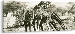 Kép - Zsiráfok, vintage (120x50 cm)