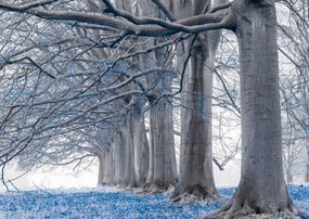 Poszter 59,4x42cm Fák egy sorban Kék levelek, Assaf Frank