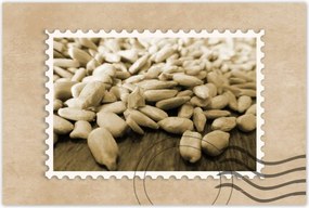 Poszterek 90x60 Hántolt napraforgó