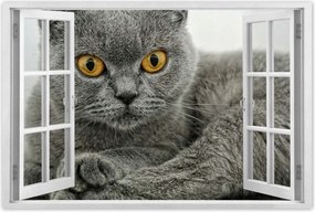 Poszterek 90x60 Brit rövidszőrű macska