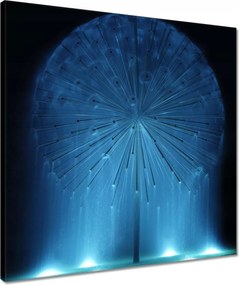 Vászonkép 50x50 Pitypang Virág Virágok