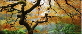 Egy sárga japán juhar képe, Portland, Oregon (120x50 cm)