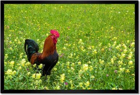 Poszterek keretben 60x40 Kakas a réten