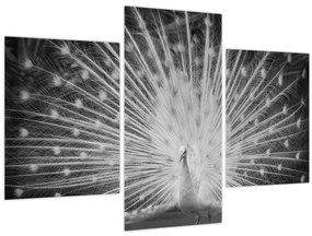 Kép - Fehér páva (90x60 cm)