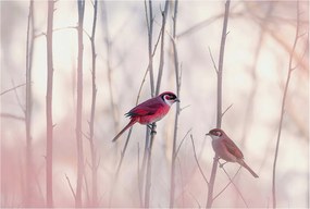 Fotótapéta Flizelina Nappali és Hálószoba Madár pár 104x70 Ragasztó