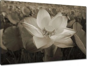 Vászonkép 120x80 Lótusz Lótuszvirág