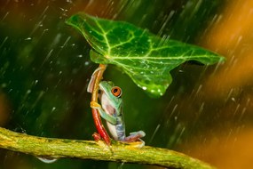 Fotográfia Ohh Noo :( It's Raining, Kutub Uddin