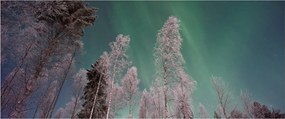 Az aurora borealis képe fagyos fák felett (120x50 cm)