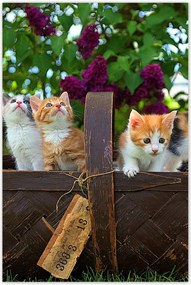 Poszterek 60x90 Cica Cicák