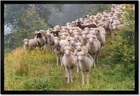 Poszterek keretben 60x40 Juh legeltetés Bárányok