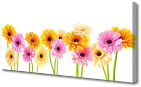 Canvas kép Színes százszorszép virágok 100x50 cm