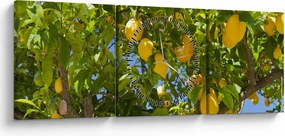 Kép - Citromfa (órával) (90x30 cm)