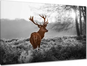 Vászonkép 120x80 Méltóságteljes szarvas szarvakkal