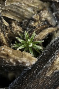 Poszter 20x30cm Natúr fa kéreg, Assaf Frank